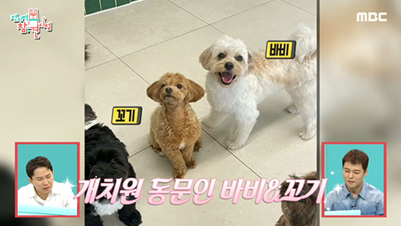 "우리 등원해요" 개치원 동문🦮 이국주 강아지 바비와 매니저 강아지 꼬기! 클립 이미지