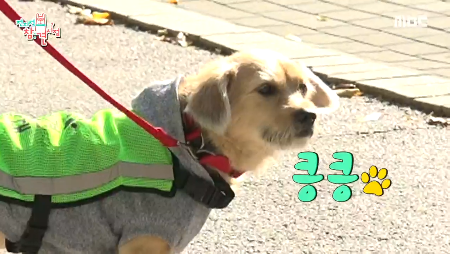 이주영 반려견 티그대원 출동🐕 콧구멍 레이더 발동! 클립 이미지