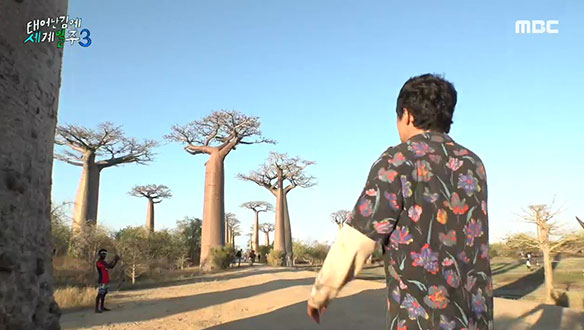 바오밥의 최대 군락지 대자연의 아름다움이 펼쳐지는 곳 '바오밥 애비뉴' 클립 이미지