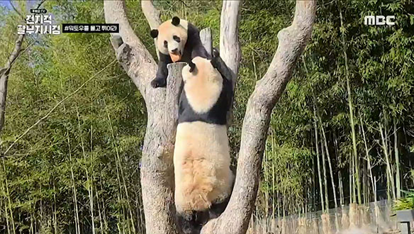 판다를 위한 특식 워토우, 엄마 아이바오의 워토우를 물고 달아나버린 푸바오