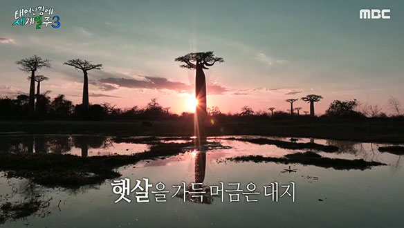 바오밥너머로 떠오르는 태양, 기안84피셜 마치 천국 같은(?)해돋이 풍경