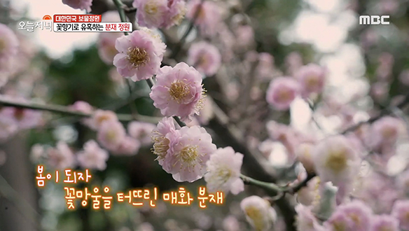 한 폭의 동양화 같은 아름다움 뽐내는 분재가 가득한 '분재 정원'