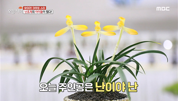 애란인들의 축제! '난초 박람회' 현장에 난초계의 아이돌이 떴다?! 클립 이미지