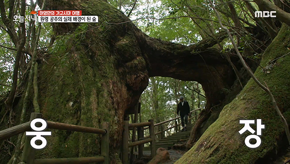 신비의 섬 야쿠시마에는＜원령공주＞의 실제 배경이 된 숲이 있다?