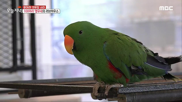 100마리 앵무새와 함께하는 앵무새 하우스🦜 클립 이미지