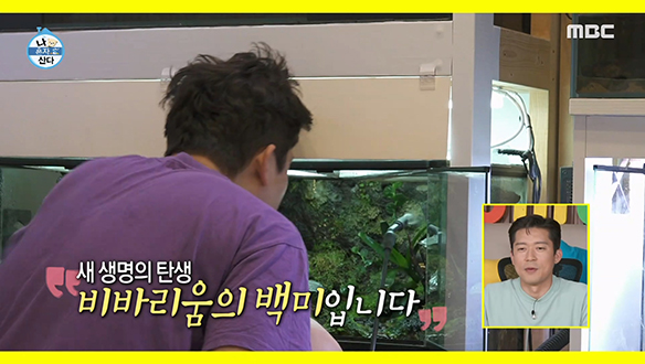 MBC가 낳고 MBC가 기른 김대호 아나운서, 어항 속 생태계의 조물주가 되다? 클립 이미지