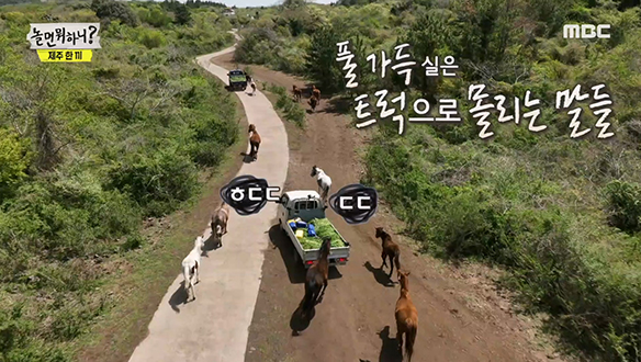 풀만 보인단 말이야~♪ 편히 쉬던 말들 따라붙게 만드는 신선한 풀 내음♣