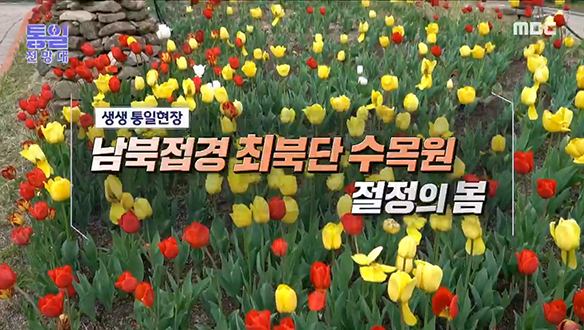 남북접경 최북단 수목원 절정의 봄 클립 이미지