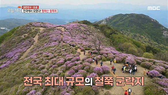 진분홍빛 철쭉이 가득~ '철쭉 군락지' 클립 이미지