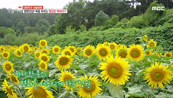 일편단심! 복을 부르는 해바라기 정원 클립 이미지