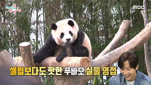 셀럽보다 핫한 푸바오 실물 영접 🐼 클립 이미지