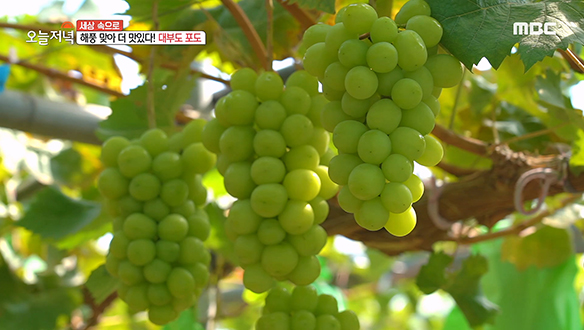 해풍을 맞아 더 맛있는 대부도 포도!