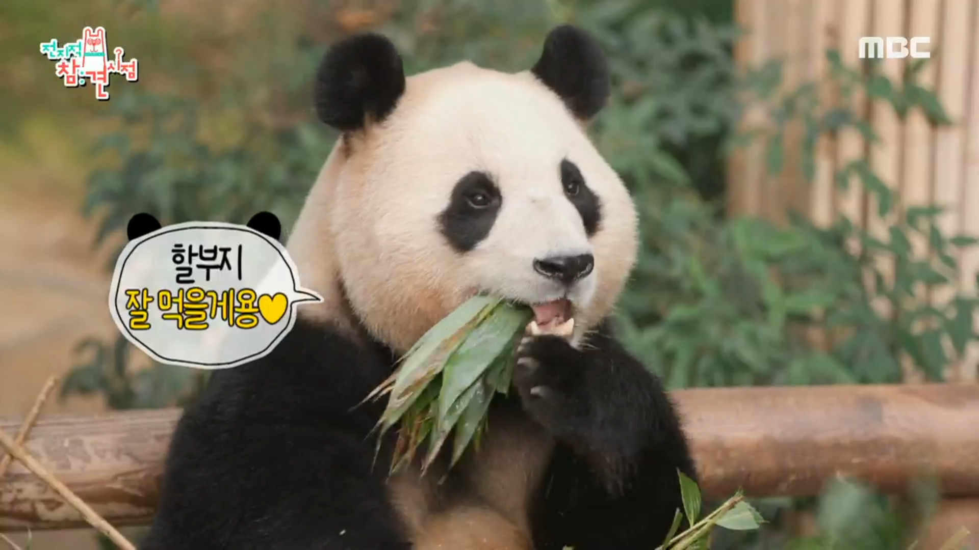 취향 저격 대나무 찾기 대작전💨