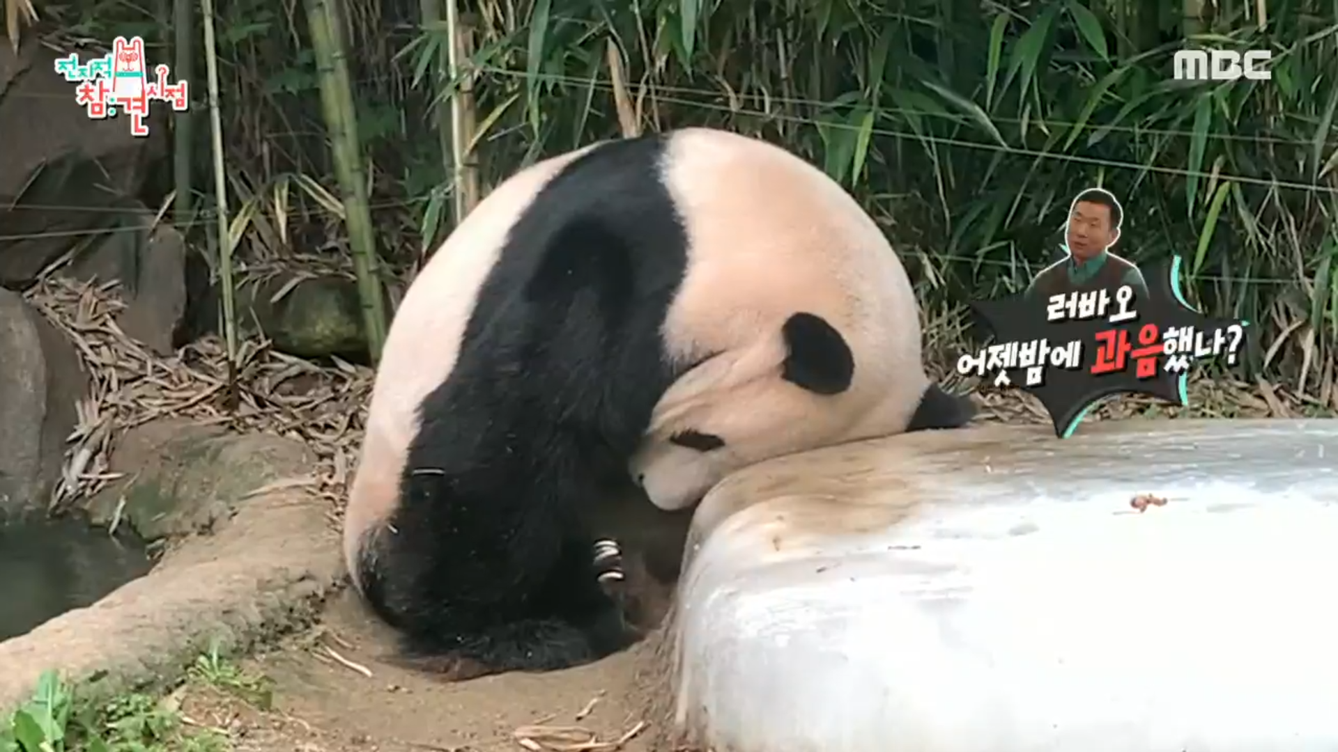 프로꿀잠러부지와 푸바오💕