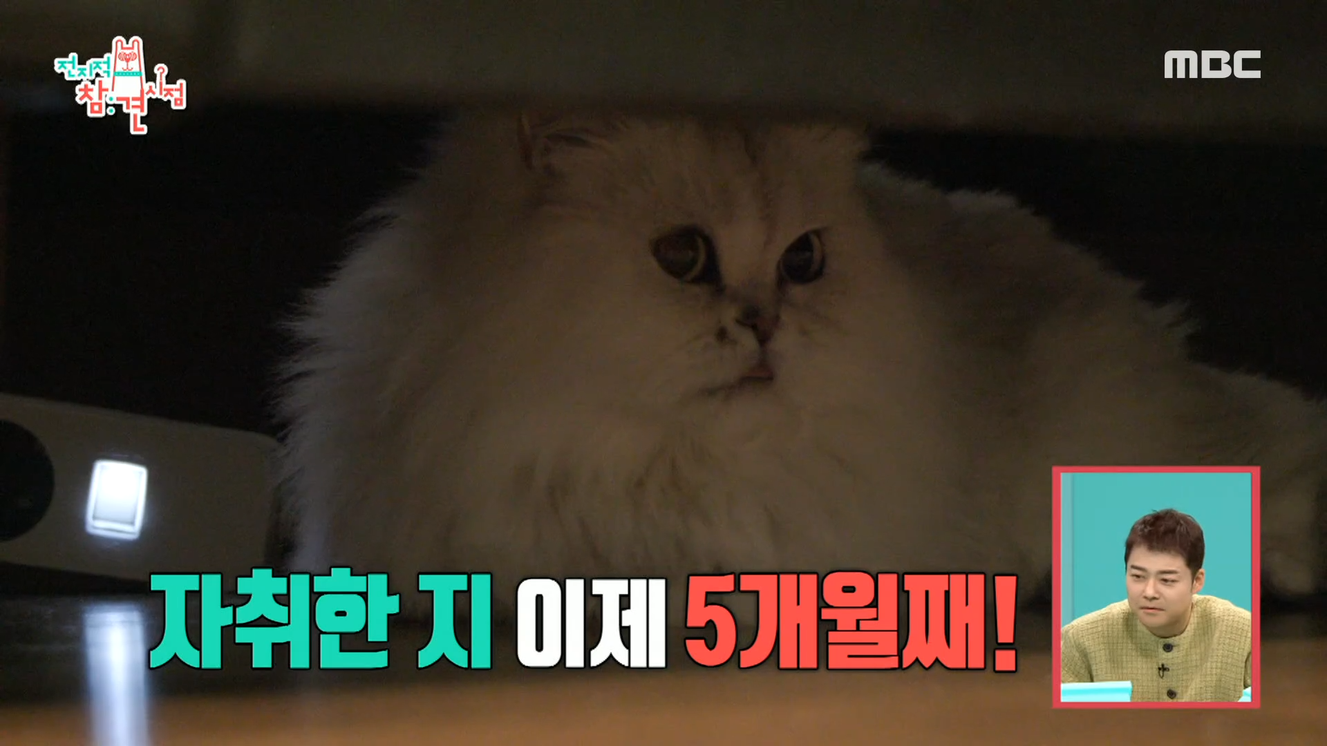 인생 첫 독립! 반려묘 '우리'와 함께하는 강짱 하우스 대공개🐈 클립 이미지