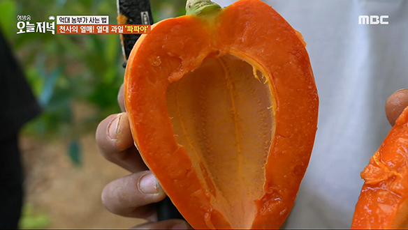 달콤한 향과 맛을 가진 천사의 열매 '파파야'! 클립 이미지