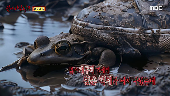 개구리 집① 처마 끝 매달린 축축한 그물, 수십 마리 개구리가 가득한 개구리집..  클립 이미지