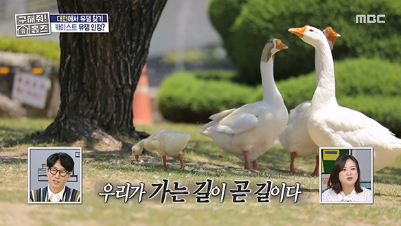 허성범이 소개하는 대 유잼(?) 카이스트 캠퍼스★ (feat. 거위 천국)