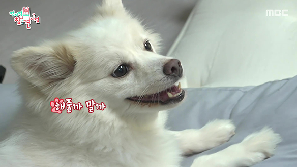 천재견 강이와 이불 정리하기🐶