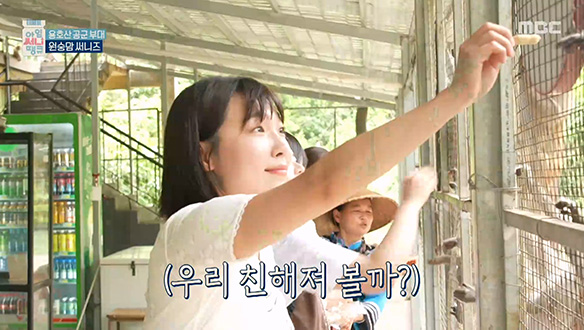 땅콩을 원하는 무수한 손길🥜 써니즈의 용호산 원숭이를 위한 땅콩 배식