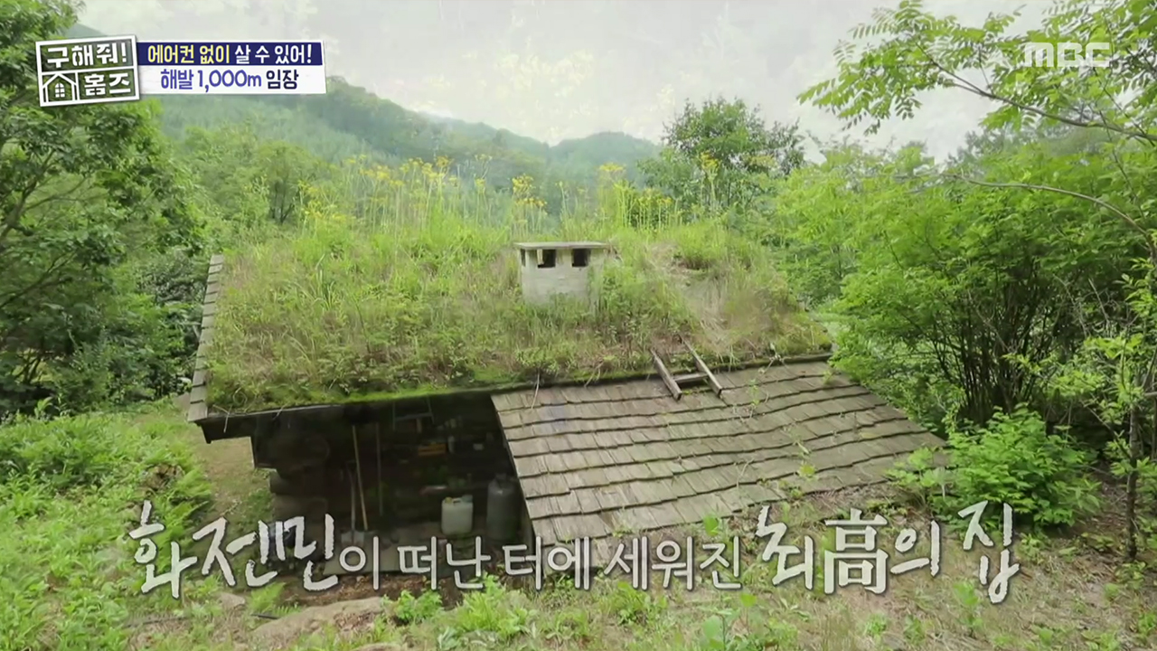 <해발 1,000m : 옛 화전민 집터 오두막> 마당인 양 유채꽃이 한가득! 동화 속 느낌의 지붕 정원