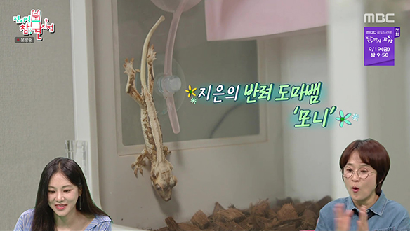 도마뱀 모니와 함께 하는 한지은의 러브하우스 🥰