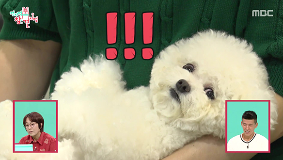 현우의 천재 마술견 팡이🐶