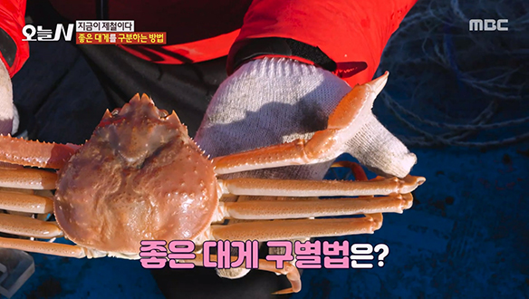 살이 꽉 찬 제철 대게, 좋은 대게 구별법은?