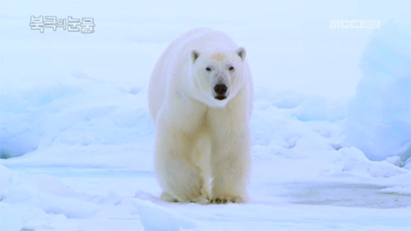 안성기 나레이션 - 북극의 눈물
