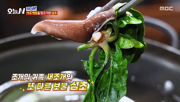 여수 해풍을 맞고 자람 섬초와 새조개의 완벽 조합 '새조개 샤부샤부'♥