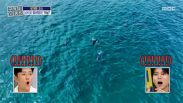 제주 바다에서 돌고래 떼 자만추?!🐬 낭만과 행운 폭발한 제주 임장🚤