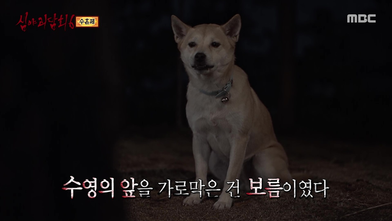 수혼제 ② 나를 살려준 보름이🐶
