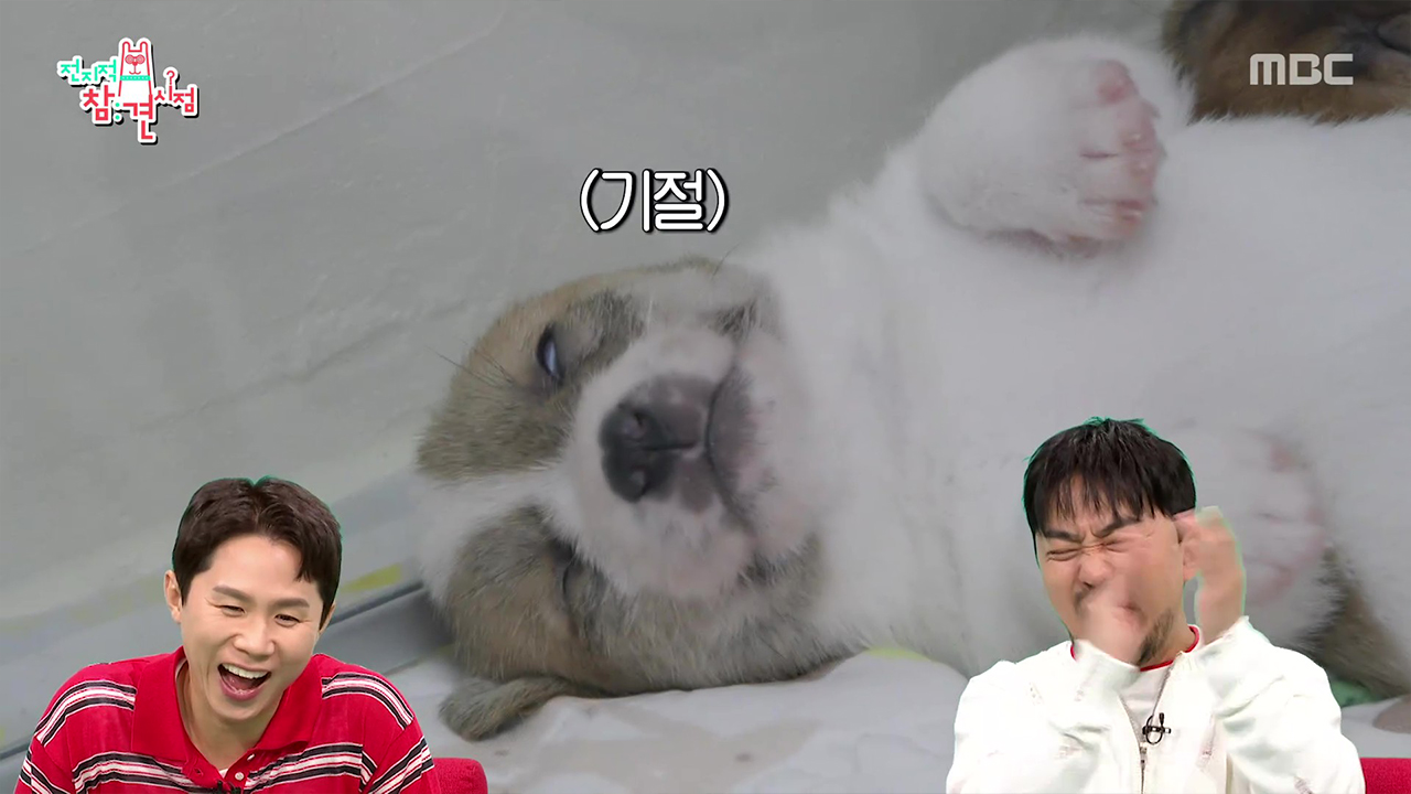 조청이 패밀리 8마리! 전통다과즈의 등장⭐