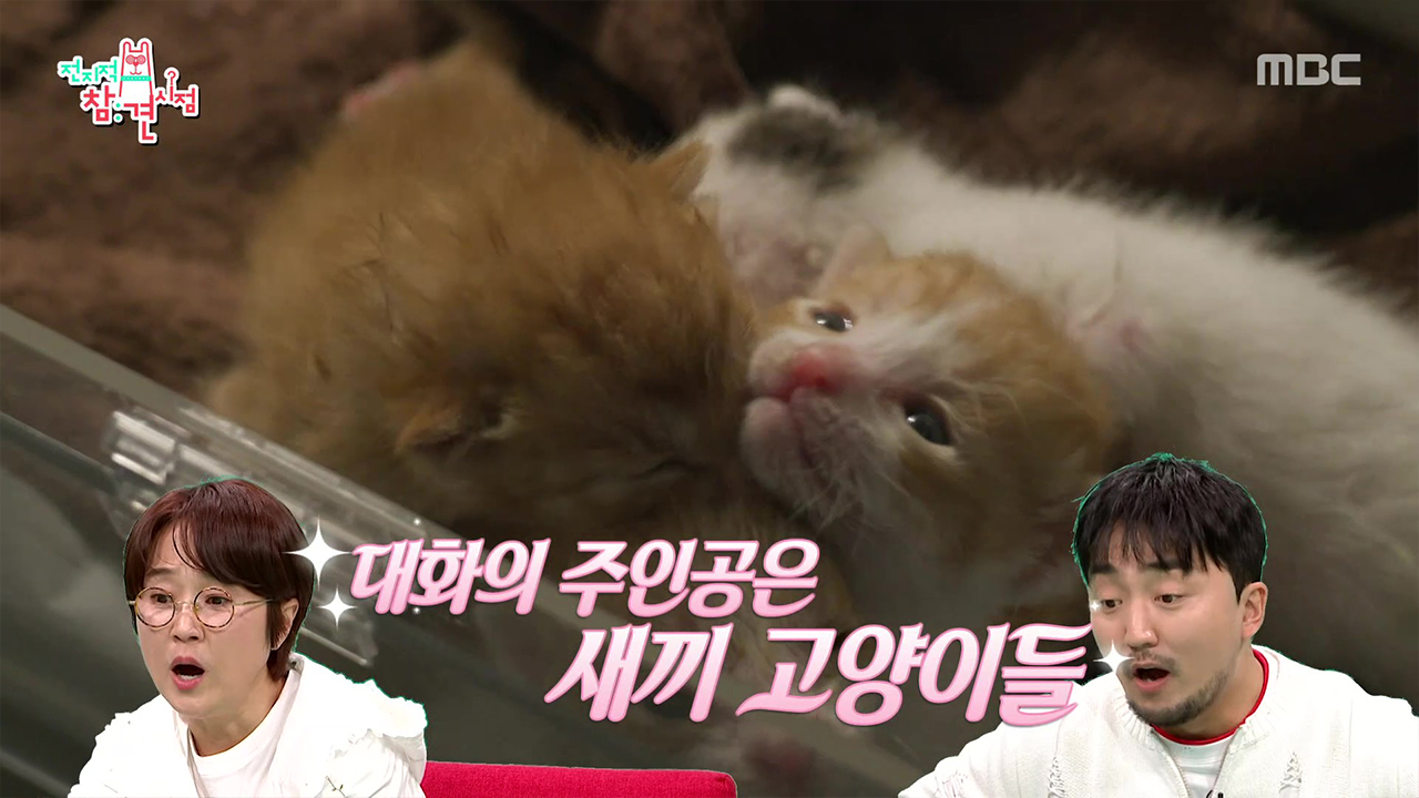 강아지 뿐만 아니라 고양이도 구조하는 이강태 보호소🐈