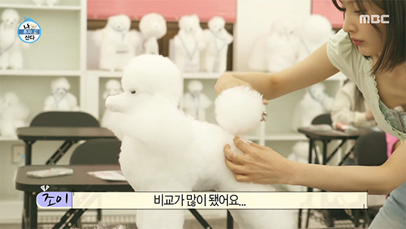 한 마리당 100만 원은 받아야?!💸 조이, 애견미용 직접 해보고 깨달은 노동의 가치🐕