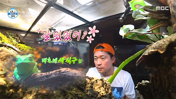 눈에서 꿀이 뚝뚝😍 김대호의 비바리움 새 식구 왁시몽키🐸