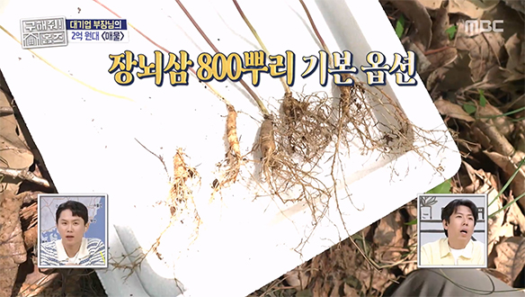 <하이닉스 부장님의 세컨드 하우스> 아내를 위한 건축가 남편의 설계✨ 심지어 기본 옵션이 장뇌삼 800뿌리?!💍