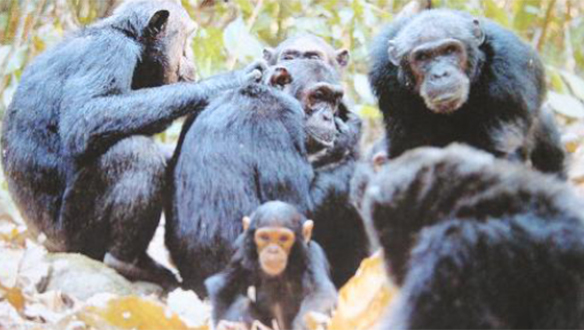 자연다큐멘터리 탕가니카의 침팬지들