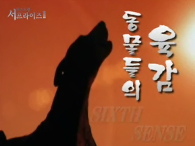 Extreme Surprise Ⅱ 클립 이미지