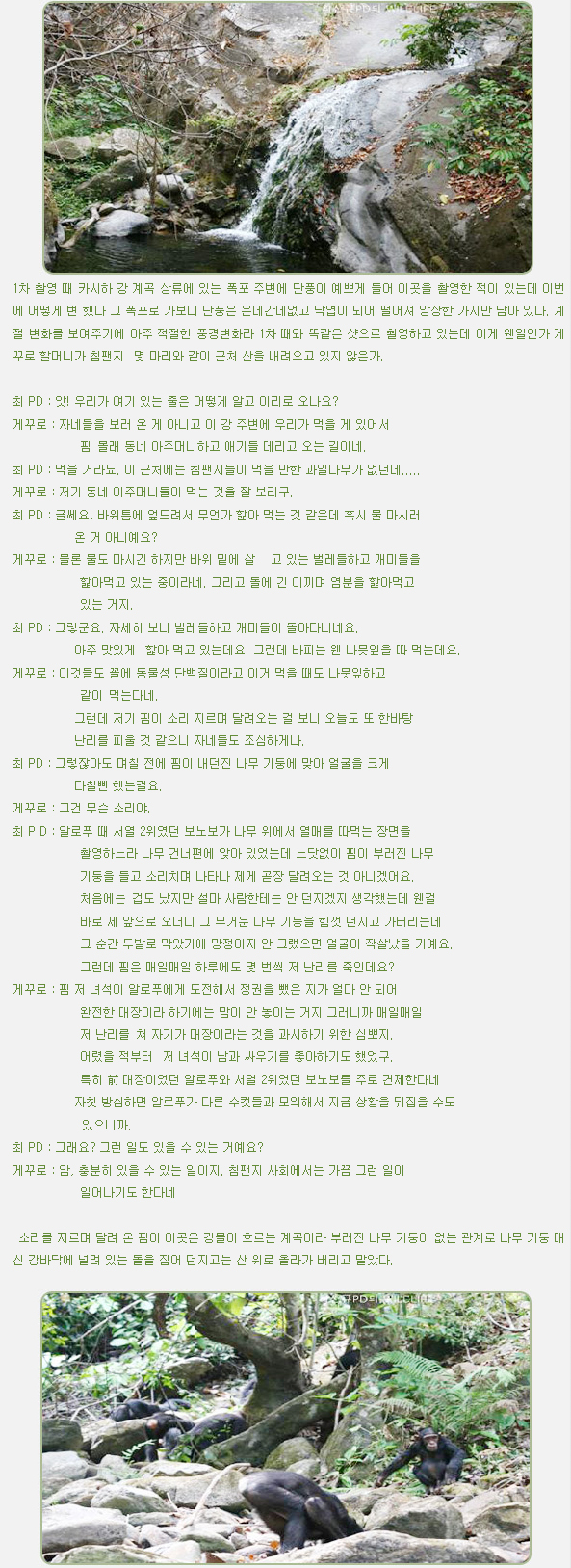 1차 촬영 때 카시하 강 계곡 상류에 있는 폭포 주변에 단풍이 예쁘게 들어 이곳을 촬영한 적이 있는데 이번에 어떻게 변 했나 그 폭포로 가보니 단풍은 온데간데없고 낙엽이 되어 떨어져 앙상한 가지만 남아 있다. 계절 변화를 보여주기에 아주 적절한 풍경변화라 1차 때와 똑같은 샷으로 촬영하고 있는데 이게 웬일인가 게꾸로 할머니가 침팬지  몇 마리와 같이 근처 산을 내려오고 있지 않은가.



최 PD : 앗! 우리가 여기 있는 줄은 어떻게 알고 이리로 오나요?

게꾸로 : 자네들을 보러 온 게 아니고 이 강 주변에 우리가 먹을 게 있어서
            핌 몰래 동네 아주머니하고 애기들 데리고 오는 길이네.

최 PD : 먹을 거라뇨. 이 근처에는 침팬지들이 먹을 만한 과일나무가 없던데.....

게꾸로 : 저기 동네 아주머니들이 먹는 것을 잘 보라구.

최 PD : 글쎄요, 바위틈에 엎드려서 무언가 핥아 먹는 것 같은데 혹시 물 마시러
           온 거 아니예요?

게꾸로 : 물론 물도 마시긴 하지만 바위 밑에 살   고 있는 벌레들하고 개미들을
            핥아먹고 있는 중이라네. 그리고 돌에 긴 이끼며 염분을 핥아먹고 
            있는 거지.

최 PD : 그렇군요. 자세히 보니 벌레들하고 개미들이 돌아다니네요.
           아주 맛있게  핥아 먹고 있는데요. 그런데 바피는 웬 나뭇잎을 따 먹는데요.

게꾸로 : 이것들도 꼴에 동물성 단백질이라고 이거 먹을 때도 나뭇잎하고
            같이 먹는다네.

           그런데 저기 핌이 소리 지르며 달려오는 걸 보니 오늘도 또 한바탕
           난리를 피울 것 같으니 자네들도 조심하게나.

최 PD : 그렇잖아도 며칠 전에 핌이 내던진 나무 기둥에 맞아 얼굴을 크게
           다칠뻔 했는걸요.

게꾸로 : 그건 무슨 소리야.

최 P D : 알로푸 때 서열 2위였던 보노보가 나무 위에서 열매를 따먹는 장면을
            촬영하느라 나무 건너편에 앉아 있었는데 느닷없이 핌이 부러진 나무
            기둥을 들고 소리치며 나타나 제게 곧장 달려오는 것 아니겠어요.
            처음에는 겁도 났지만 설마 사람한테는 안 던지겠지 생각했는데 웬걸
            바로 제 앞으로 오더니 그 무거운 나무 기둥을 힘껏 던지고 가버리는데
            그 순간 두발로 막았기에 망정이지 안 그랬으면 얼굴이 작살났을 거예요.

            그런데 핌은 매일매일 하루에도 몇 번씩 저 난리를 죽인데요?

게꾸로 : 핌 저 녀석이 알로푸에게 도전해서 정권을 뺐은 지가 얼마 안 되어
            완전한 대장이라 하기에는 맘이 안 놓이는 거지 그러니까 매일매일
            저 난리를 쳐 자기가 대장이라는 것을 과시하기 위한 심뽀지.
            어렸을 적부터  저 녀석이 남과 싸우기를 좋아하기도 했었구.

            특히 前 대장이었던 알로푸와 서열 2위였던 보노보를 주로 견제한다네
           자칫 방심하면 알로푸가 다른 수컷들과 모의해서 지금 상황을 뒤집을 수도
            있으니까.

최 PD : 그래요? 그런 일도 있을 수 있는 거예요?

게꾸로 : 암, 충분히 있을 수 있는 일이지. 침팬지 사회에서는 가끔 그런 일이
            일어나기도 한다네



 소리를 지르며 달려 온 핌이 이곳은 강물이 흐르는 계곡이라 부러진 나무 기둥이 없는 관계로 나무 기둥 대신 강바닥에 널려 있는 돌을 집어 던지고는 산 위로 올라가 버리고 말았다.