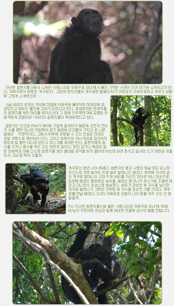 지난번 침팬지통신에서 소개한 ‘사랑스러운 우에꾸로 모녀’에서 빠진 기막힌 사연이 있어 여기에 소개하고자 한다. 우에꾸로의 본명은 ‘게꾸로’다  그런데 현지인들이 게꾸로란 발음이 하기 어려운지 우레꾸로라고 부르는 바람에 그렇게 소개했는데….

 

 사실 바피의 생모는 작년에 마할레 M왕국에 불어닥친 대재앙에 희생되었고 바피는 졸지에 고아가 되었다고 한다. 재재앙이란 관광객들이 침팬지를 보러 많이들 찾아오는데 그 중에 인푸루엔자에 감염된 관광객에게 감염되어 11마리의 침팬지들이 죽어버렸다고 한다.

 

 침팬지는 인간과 DNA가 98%에 가깝게 일치하기 때문에 유전자 전이가 쉬울 뿐만 아니라 저항력이 없기 때문에 인간들이 가지고 온 나쁜 질병은   치명적이다. 그래서 하루에 관광할 수 있는 인원은 안내인 포함 18명으로 제한되어 있다. 그리고 침팬지와 10m 이내로 접근하지 못하게 할 뿐만 아니라 반드시 마스크를 써야만 한다. 침팬지에게 음식을 주거나 음식을 먹는 것도 당연히 금지다. 또한 감기나 독감이 걸린 관광객은 아예 산으로 침팬지를 보러 올라갈 생각을 하지 말아야 하는데 비싼 돈주고 쉽사리 오기 어려운 곳을 와서 그냥 갈 턱이 있을까.

 


게꾸로는 방년 나이 45세다. 침팬지의 평균 수명이 50살 정도 되니까 인간으로 치면 늙어도 한창 늙은 할머니인 셈이다. 휘하에 자식이 없는 게꾸로 할마니는 고아가 된 바피를 자신의 양녀로 아니 양손주로 입양해 때로는 평화로운 숲속을, 때로는 탕가니카 호수가로 조용히 데리고 다니면서 정성스레 보살핀다. 바피가 장성한 후 자식을 낳으면 게꾸로 할머니가 그랬던 것처럼 제 자식을 정성껏 기를 것이다. 게꾸로를 만날 때마다 그녀의 자애로운 눈빛이 나의 맘을 자꾸 끄는 건 웬 일일까.

 

Ps) 지난번 침팬지통신에 올린 ‘사랑스러운 우에꾸로 모녀’에 ‘하래비’님의 우정어린 관심과 함께 보내준 댓글에 감사의 말을 전합니다.