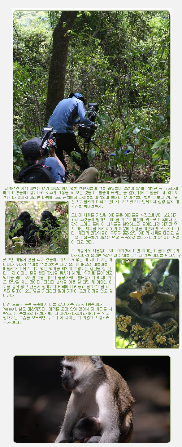 세계적인 기상 이변은 여기 마할레까지 덮쳐 침팬지들이 먹을 과일들이 열려야 할 때 엄청난 폭우(쓰나미 때가 이랬을까? 탕가니카 호수가 요동을 쳐 모든 것을 다 휠쓸어 버리는 줄 알았다)에 과일들이 채 익기도 전에 다 떨어져 버리는 바람에 Camp 근처에서 과일들을 따먹으며 보내야 할 녀석들이 험한 키보코 건너 윗산으로 올라가 아직도 안내려 오고 있으니 언제까지 촬영 팀의 애간장을 녹이려는지.

 

그나마 새끼를 거느린 어미들은 아이들을 수컷으로부터 보호하기 위해 수컷들과 떨어져 아이를 기르기 때문에 키보코 이쪽에서 간간히 보이는 통에 이 녀석들을 촬영하느라 쫓아다니긴 하지만 역시 어린 새끼를 데리고 있기 때문에 신경을 이만저만 쓰는게 아니다. 게다가 관광객들이 우루루 몰려오면 어미가 새끼를 데리고 슬금슬금 접근하기 어려운 덩굴 숲속으로 들어가 버려 닭 쫓던 개꼴이 되고 만다.

 

그 와중에서 재롱둥이 사내 아기(5세 미만 아이는 이름이 없다)와 아카디아라 불리는 7살된 딸 남매를 키우고 있는 아꼬를 만나지 못했으면 어떻게 견딜 수가 있을까. 아꼬가 키우는 이 사내아기는 제 어미나 누나가 먹이를 먹을라치면 나무 줄기에 매달려 대롱대롱 매달리거나 제 누나가 먹는 먹이를 빼앗아 도망가는 장난을 잘 친다.  제 어미는 팔을 뻗어 장난을 못치게 하거나 억지로 끌어 안고 먹이를 먹여 보지만 그럴 때마다 끙끙거리며 발버둥치다 빠져나가 또 장난을 치는 것이다. 그러다 숲속을 이동 할 때면 제 어미는 아기를 등에 없고 천천히 걸어가다 바닥에 내려놓고 털고르기를 해주며 뒤쫓아 오는 딸을 기다리고 딸이 가까이 오면 아기를 업고 걸어간다.

 

이런 모습은 숲속 곳곳에서 터를 잡고 사는 Ververt원숭이나 Yellow 바분도 마찬가지다. 아기를 고이 안아 앉아서 제 새끼를 사랑스러운 눈빛으로 내려다 보거나 아기가 다칠세라 배에 꼭 안고 걸어가는 모습을 보노라면 누구나 제 새끼는 다 귀엽고 사랑스러운가 보다.