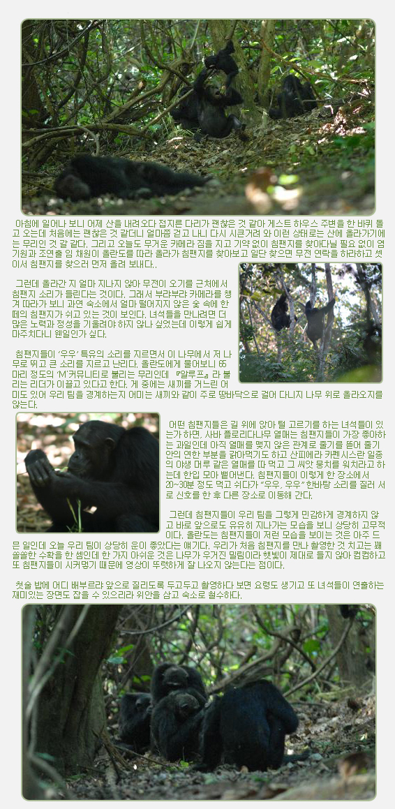  아침에 일어나 보니 어제 산을 내려오다 접지른 다리가 괜찮은 것 같아 게스트 하우스 주변을 한 바퀴 돌고 오는데 처음에는 괜찮은 것 같더니 얼마쯤 걷고 나니 다시 시큰거려 와 이런 상태로는 산에 올라가기에는 무리인 것 갈 같다. 그리고 오늘도 무거운 카메라 짐을 지고 기약 없이 침팬지를 찾아다닐 필요 없이 염 기원과 조연출 임 채원이 올란도를 따라 올라가 침팬지를 찾아보고 일단 찾으면 무전 연락을 하라하고 셋이서 침팬지를 찾으러 먼저 올려 보내다..

 
 그런데 올라간 지 얼마 지나지 않아 무전이 오기를 근처에서 침팬지 소리가 들린다는 것이다. 그래서 부랴부랴 카메라를 챙겨 따라가 보니 과연 숙소에서 얼마 떨어지지 않은 숯 속에 한 떼의 침팬지가 쉬고 있는 것이 보인다. 녀석들을 만나려면 더 많은 노력과 정성을 기울려야 하지 않나 싶었는데 이렇게 쉽게 마주치다니 웬일인가 싶다.

 
 침팬지들이 ‘우우’ 특유의 소리를 지르면서 이 나무에서 저 나무로 뛰고 큰 소리를 지르고 난리다. 올란도에게 물어보니 65마리 정도의 ‘M'커뮤니티로 불리는 무리인데 『알루프』라 불리는 리더가 이끌고 있다고 한다. 게 중에는 새끼를 거느린 어미도 있어 우리 팀을 경계하는지 어미는 새끼와 같이 주로 땅바닥으로 걸어 다니지 나무 위로 올라오지를 않는다.

 
 어떤 침팬지들은 길 위에 앉아 털 고르기를 하는 녀석들이 있는가 하면, 사바 플로리다나무 열매는 침팬지들이 가장 좋아하는 과일인데 아직 열매를 맺지 않은 관계로 줄기를 뜯어 줄기안의 연한 부분을 갉아먹기도 하고 산피에라 카펜시스란 일종의 야생 머루 같은 열매를 따 먹고 그 씨앗 뭉치를 워치라고 하는데 한입 모아 뱉어낸다. 침팬지들이 이렇게 한 장소에서 20~30분 정도 먹고 쉬다가 “우우, 우우” 한바탕 소리를 질러 서로 신호를 한 후 다른 장소로 이동해 간다.

 
 그런데 침팬지들이 우리 팀을 그렇게 민감하게 경계하지 않고 바로 앞으로도 유유히 지나가는 모습을 보니 상당히 고무적이다. 올란도는 침팬지들이 저런 모습을 보이는 것은 아주 드믄 일인데 오늘 우리 팀이 상당히 운이 좋았다는 얘기다. 우리가 처음 침팬지를 만나 촬영한 것 치고는 꽤 쏠쏠한 수확을 한 셈인데 한 가지 아쉬운 것은 나무가 우거진 밀림이라 햇빛이 제대로 들지 않아 컴컴하고 또 침팬지들이 시커멓기 때문에 영상이 뚜렷하게 잘 나오지 않는다는 점이다.

 
 첫술 밥에 어디 배부르랴 앞으로 질리도록 두고두고 촬영하다 보면 요령도 생기고 또 녀석들이 연출하는 재미있는 장면도 잡을 수 있으리라 위안을 삼고 숙소로 철수하다.