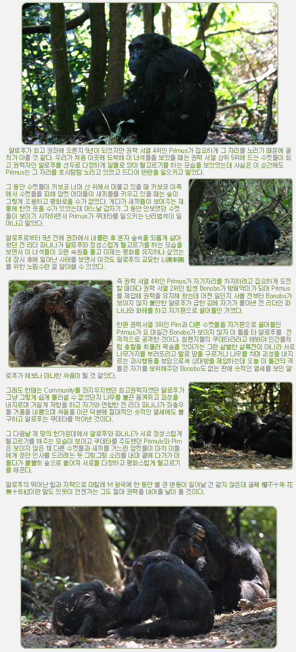 알로푸가 최고 권좌에 오른지 5년이 되었지만 권력 서열 4위인 Primus가 집요하게 그 자리를 노리기 때문에 골치가 아플 것 같다. 우리가 처음 이곳에 도착해 이 녀석들을 보았을 때는 권력 서열 상위 5위에 드는 수컷들이 최고 권력자인 알로푸를 선두로 다정하게 일렬로 앉아 털고르기를 하는 모습을 보았었는데 사실은 이 순간에도 Primus는 그 자리를 호시탐탐 노리고 있었고 드디어 반란을 일으키고 말았다.

 

그 동안 수컷들이 키보코 너머 산 위에서 머물고 있을 때 키보코 이쪽에서 수컷들을 피해 암컷 어미들이 새끼들를 키우고 있을 때는 숲이 그렇게 조용하고 평화로울 수가 없었다. 게다가 새끼들이 보여주는 재롱에 한껏 웃을 수가 있었는데 어느날 갑자기 그 동안 안보였던 수컷들이 보이기 시작하면서 Primus가 쿠데타를 일으키는 난리법석이 일어나고 말았다.

 

알로푸로부터 5년 전에 권좌에서 내몰린 후 혼자 숲속을 외롭게 살아왔던 전 리더 파나나가 알로푸와 정성스럽게 털고르기를 하는 모습을 보면서 이 녀석들이 오랜 숙원을 풀고 이제는 평화를 유지하나 싶었는데 잠시 후에 일어난 사태를 보면서 이것도 알로푸의 교묘한 以夷制夷를 위한 노림수란 걸 알아챌 수 있었다.

 

즉 권력 서열 4위인 Primus가 자기자리를 차지하려고 집요하게 도전할 때마다 권력 서열 2위인 힘센 Bonobo가 방패막이가 되어 Primus를 제압해 권력을 유지해 왔는데 어쩐 일인지 사흘 전부터 Bonobo가 보이지 않자 불안한 알로푸가 급한 김에 자기가 몰아낸 전 리더인 파나나와 화해를 하고 자기편으로 끌어들인 거였다.

 

한편 권력서열 3위인 Pim과 다른 수컷들을 자기편으로 끌어들인 Primus가 요 며칠간 Bonobo가 보이지 않자 이 틈을 타 알로푸를  전격적으로 공격한 것이다. 침팬지들의 쿠데타라라고 해봐야 인간들처럼 총칼을 휘둘러 목숨을 앗아가는 그런 살벌한 살륙전이 아니라 서로 나무가지를 부러뜨리고 발로 땅을 구르거나 나무를 차며 괴성을 내지르는 과시행동을 보임으로써 상대방을 제압하는데 오늘 이 둘간의 격돌은 자기를 보위해주던 Bonobo도 없는 판에 숫적인 열세를 보인 알로푸가 해보나 마나한 싸움이 될 것 같았다.

 

그래도 한때는 Community를 좌지우지했던 최고권력자였던 알로푸가 그냥 그렇게 쉽게 물러설 수 없었던지 나무를 불끈 움켜쥐고 괴성을 내지르며 거칠게 저항을 하고 자기와 연합한 전 리더 파나나가 좌충우돌 거품을 내뿜으며 싸움을 이끈 덕분에 절대적인 숫적인 열세에도 불구하고 알로푸는 쿠데타를 막아낸 것이다.

 

그 다음날 제 땅의 한가운데에서 알로푸와 파나나가 서로 정성스럽게 털고르기를 해주는 모습이 보이고 쿠데타를 주도했던 PrimuIs와 Pim은 보이지 않은 채 다른 수컷들과 새끼를 거느린 암컷들이 마치 이들에게 문안 인사를 드리려는 듯 그렁그렁 소리를 내며 곁에 다가가 머물다가 뿔뿔히 숲으로 흩어져 서로들 다정하고 평화스럽게 털고르기를 해준다.

 

알로푸의 뛰어난 힘과 지략으로 마할레 M 왕국에 한 동안 별 큰 변동이 일어날 건 같지 않은데 글쎄 權不十年 花無十日紅이란 말도 있듯이 언젠가는 그도 절대 권력을 내어줄 날이 올 것이다.