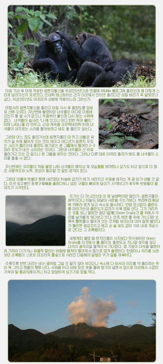 아침 기상 후 어제 작성한 침팬지통신을 위성인터넷으로 연결해 Wildlife 블로그에 올리는데 왜 이렇게 느리게 넘어가는지 모르겠다. 인내력 테스트하는 건지 이곳에서 인터넷 올리다간 성질 버리기 꼭 알맞겠다 싶다. 위성인터넷도 아프리카 상황에 적응하느라 그러는가.

 

 어렵사리 침팬지통신을 올리고 아침 식사 후 올란도를 앞세워 산에 오르다. 지난번에 촬영하던 녀석들이 어디로 이동해 갔는지 통 알 수가 없으니 처음부터 훑으며 다시 찾는 수밖에 없다.  녀석들이 쉽사리 “나 예 있으니 어디 한번 찍어 볼텨,” 하며 나타나줄 리 만무고. 산과 계곡을 오르락내리락 하며 녀석들이 내지르는 소리를 들어보려고 해도 통 들리지 않는다.

 

 그런데 어느 정도 올라가는데 침팬지들이 따 먹고 내뱉은 워치가 길 위에 떨어져 있는 것이 보이고 어디선가 침팬지 우짖는 소리가 들리는데 올란도 얘기로는 본 그룹에서 떨어진 2~3마리 정도가 내는 소리라는 것이다. 그런데 녀석들이 산 위로 올라가고 있는 것 같으니 본 그룹을 찾자는 것이다. 그러나 다른 데로 아무리 올라가 봐도 통 녀석들의 소리를 들을 수 없다.

 

 지난번에는 우리들이 처음 촬영 나와 녀석들이 예의상 제 모습들을 보여줬나 싶기도 하고 앞으로 더 많은 시행착오와 노력, 정성이 필요할 것 같은 생각이 든다.

 

 그런데 아뿔싸 햇볕이 쨍쨍 내리쬐던 하늘에 갑자기 해가 사라지고 우중충 해지는 게 곧 비가 내릴 것 같다. 이곳 최고봉인 응킁구웨峰을 올려다보니 검은 구름이 빠르게 덮이기 시작하다가 후두둑 빗방울이 떨어지기 시작한다.

 

 우기는 다 지나갔는데 이 웬 날벼락이란 말인가. 침팬지들이 애먹이더니 하늘도 덩달아 시련을 주는가보다. 부랴부랴 배낭에 카메라 챙겨 넣고 숙소로 철수하다. 한참 정신없이 올란도를 따라가는데 올란도가 갑자기 우뚝 멈춰 선다. 그가 가리키는 곳을 보니 말로만 듣던 猛?蛇 Green Snake가 풀 위에서 우리를 날카롭게 쳐다보고 있다. 언뜻 보면 풀 위에 가느다란 초록색 빨랫줄이 떨어져 있는 것처럼 보이는데 아차 잘못 밟았다가 물리면 응급조치고 뭐고 손 쓸 새도 없이 10초 내로 저승으로 간다는 그 초록뱀이다.

 

 세렝게티 촬영 때 현지인들이 사자보다 무서워하던 Green Snake을 이곳에서 볼 줄이야. 올란도도 지나갈 생각을 않고 녀석이 움직이길 멀찍이서 기다린다. 염 기원이 녀석을 촬영하려 가까이 다가가니 화들짝 말리는 바람에 멀찍이 떨어져서 줌으로 댕겨 촬영하다. 한참이나 우리를 노려보던 초록뱀이 스르르 미끄러져 풀숲으로 사라진 다음에야 일행은 귀가 길을 재촉하다.

 

 주룩주룩 한번 내리는 비는 좀처럼 그칠 것 같지 않아 보이더니 숙소에 다 와서야 우리를 약 올리려는 듯이 뚝 그치고 햇볕이 쨍쨍 난다. 샤워를 하고 비에 젖은 옷을 물에 헹구어 널면서 앞으로 이곳에서 수없이 거쳐야 할 통과의례이거니 하고 담담하게 넘기기로 맘을 먹다.
