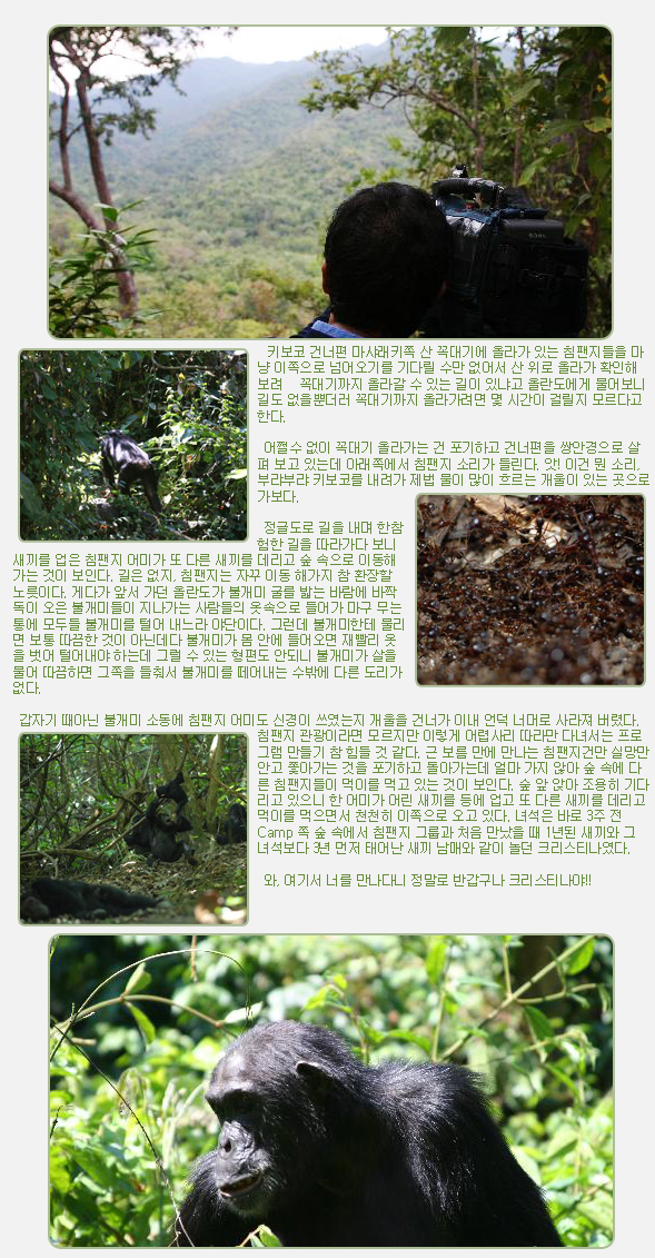  키보코 건너편 마샤래키쪽 산 꼭대기에 올라가 있는 침팬지들을 마냥 이쪽으로 넘어오기를 기다릴 수만 없어서 산 위로 올라가 확인해 보려   꼭대기까지 올라갈 수 있는 길이 있냐고 올란도에게 물어보니 길도 없을뿐더러 꼭대기까지 올라가려면 몇 시간이 걸릴지 모르다고 한다.

 

 어쩔수 없이 꼭대기 올라가는 건 포기하고 건너편을 쌍안경으로 살펴 보고 있는데 아래쪽에서 침팬지 소리가 들린다. 앗! 이건 뭔 소리, 부랴부랴 키보코를 내려가 제법 물이 많이 흐르는 개울이 있는 곳으로 가보다.

 

 정글도로 길을 내며 한참 험한 길을 따라가다 보니 새끼를 업은 침팬지 어미가 또 다른 새끼를 데리고 숲 속으로 이동해 가는 것이 보인다. 길은 없지, 침팬지는 자꾸 이동 해가지 참 환장할 노릇이다. 게다가 앞서 가던 올란도가 불개미 굴를 밟는 바람에 바짝 독이 오은 불개미들이 지나가는 사람들의 옷속으로 들어가 마구 무는 통에 모두들 불개미를 털어 내느라 야단이다. 그런데 불개미한테 물리면 보통 따끔한 것이 아닌데다 불개미가 몸 안에 들어오면 재빨리 옷을 벗어 털어내야 하는데 그럴 수 있는 형편도 안되니 불개미가 살을 물어 따끔하면 그쪽을 들춰서 불개미를 떼어내는 수밖에 다른 도리가 없다.

 

 갑자기 때아닌 불개미 소동에 침팬지 어미도 신경이 쓰였는지 개울을 건너가 이내 언덕 너머로 사라져 버렸다. 침팬지 관광이라면 모르지만 이렇게 어렵사리 따라만 다녀서는 프로그램 만들기 참 힘들 것 같다. 근 보름 만에 만나는 침팬지건만 실망만 안고 쫓아가는 것을 포기하고 돌아가는데 얼마 가지 않아 숲 속에 다른 침팬지들이 먹이를 먹고 있는 것이 보인다. 숲 앞 앉아 조용히 기다리고 있으니 한 어미가 어린 새끼를 등에 업고 또 다른 새끼를 데리고 먹이를 먹으면서 천천히 이쪽으로 오고 있다. 녀석은 바로 3주 전 Camp 쪽 숲 속에서 침팬지 그룹과 처음 만났을 때 1년된 새끼와 그 녀석보다 3년 먼저 태어난 새끼 남매와 같이 놀던 크리스티나였다.

 

 와, 여기서 너를 만나다니 정말로 반갑구나 크리스티나야!!