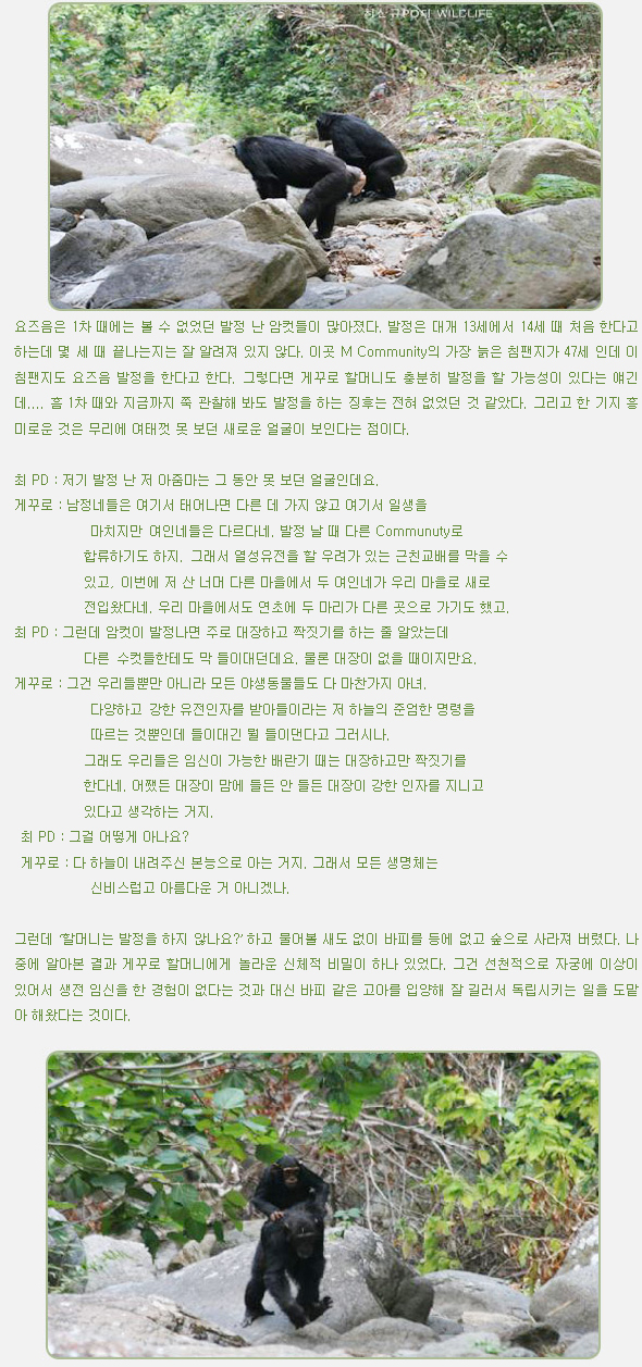 요즈음은 1차 때에는 볼 수 없었던 발정 난 암컷들이 많아졌다. 발정은 대개 13세에서 14세 때 처음 한다고 하는데 몇 세 때 끝나는지는 잘 알려져 있지 않다. 이곳 M Community의 가장 늙은 침팬지가 47세 인데 이 침팬지도 요즈음 발정을 한다고 한다. 그렇다면 게꾸로 할머니도 충분히 발정을 할 가능성이 있다는 얘긴데.... 흠 1차 때와 지금까지 쭉 관찰해 봐도 발정을 하는 징후는 전혀 없었던 것 같았다. 그리고 한 기지 흥미로운 것은 무리에 여태껏 못 보던 새로운 얼굴이 보인다는 점이다.



최 PD : 저기 발정 난 저 아줌마는 그 동안 못 보던 얼굴인데요.

게꾸로 : 남정네들은 여기서 태어나면 다른 데 가지 않고 여기서 일생을
            마치지만 여인네들은 다르다네. 발정 날 때 다른 Communuty로
           합류하기도 하지. 그래서 열성유전을 할 우려가 있는 근친교배를 막을 수
           있고, 이번에 저 산 너머 다른 마을에서 두 여인네가 우리 마을로 새로
           전입왔다네. 우리 마을에서도 연초에 두 마리가 다른 곳으로 가기도 했고.

최 PD : 그런데 암컷이 발정나면 주로 대장하고 짝짓기를 하는 줄 알았는데
           다른 수컷들한테도 막 들이대던데요. 물론 대장이 없을 때이지만요.

게꾸로 : 그건 우리들뿐만 아니라 모든 야생동물들도 다 마찬가지 아녀.
            다양하고 강한 유전인자를 받아들이라는 저 하늘의 준엄한 명령을
            따르는 것뿐인데 들이대긴 뭘 들이댄다고 그러시나.

           그래도 우리들은 임신이 가능한 배란기 때는 대장하고만 짝짓기를
           한다네. 어쨌든 대장이 맘에 들든 안 들든 대장이 강한 인자를 지니고
           있다고 생각하는 거지.

 최 PD : 그걸 어떻게 아나요?

 게꾸로 : 다 하늘이 내려주신 본능으로 아는 거지. 그래서 모든 생명체는
            신비스럽고 아름다운 거 아니겠나.



그런데 ‘할머니는 발정을 하지 않나요?’ 하고 물어볼 새도 없이 바피를 등에 없고 숲으로 사라져 버렸다. 나중에 알아본 결과 게꾸로 할머니에게 놀라운 신체적 비밀이 하나 있었다. 그건 선천적으로 자궁에 이상이 있어서 생전 임신을 한 경험이 없다는 것과 대신 바피 같은 고아를 입양해 잘 길러서 독립시키는 일을 도맡아 해왔다는 것이다.