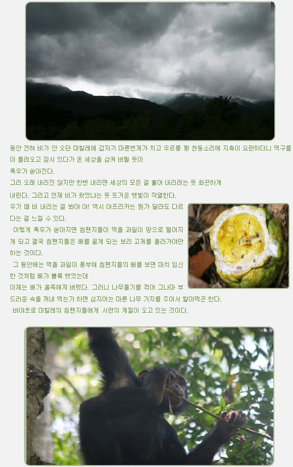 동안 전혀 비가 안 오던 마할레에 갑자기 마른번개가 치고 우르릉 쾅 천둥소리에 지축이 요란하더니 먹구름이 몰려오고 잠시 있다가 온 세상을 삼켜 버릴 듯이
폭우가 쏟아진다.

그리 오래 내리진 않지만 한번 내리면 세상의 모든 걸 훑어 내리려는 듯 화끈하게
내린다. 그리고 언제 비가 왔었냐는 듯 뜨거운 햇빛이 작열한다.                 

우기 때 비 내리는 걸 봐야 아! 역시 아프리카는 뭔가 달라도 다르다는 걸 느낄 수 있다.

 이렇게 폭우가 쏟아지면 침팬지들이 먹을 과일이 땅으로 떨어지게 되고 결국 침팬지들은 배를 곯게 되는 보리 고개를 올라가야만 하는 것이다.
 그 동안에는 먹을 과일이 풍부해 침팬지들의 배를 보면 마치 임신한 것처럼 배가 불룩 했었는데
이제는 배가 홀쭉해져 버렸다. 그러니 나무줄기를 꺾어 그나마 부드러운 속을 꺼내 먹는가 하면 심지어는 마른 나무 가지를 주어서 핥아먹곤 한다.
 바야흐로 마할레의 침팬지들에게 시련의 계절이 오고 있는 것이다.