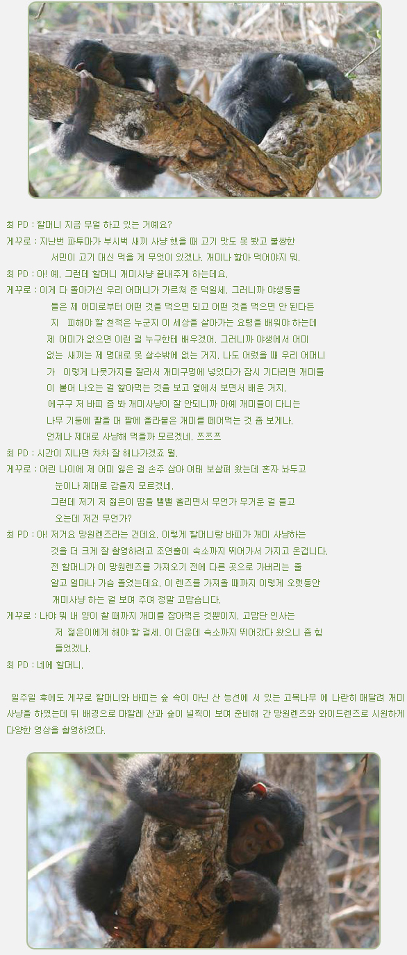 최 PD : 할머니 지금 무얼 하고 있는 거예요?

게꾸로 : 지난번 파투마가 부시벅 새끼 사냥 했을 때 고기 맛도 못 봤고 불쌍한
           서민이 고기 대신 먹을 게 무엇이 있겠나. 개미나 핥아 먹어야지 뭐.

최 PD : 아! 예. 그런데 할머니 개미사냥 끝내주게 하는데요.

게꾸로 : 이게 다 돌아가신 우리 어머니가 가르쳐 준 덕일세. 그러니까 야생동물
           들은 제 어미로부터 어떤 것을 먹으면 되고 어떤 것을 먹으면 안 된다든
           지  피해야 할 천적은 누군지 이 세상을 살아가는 요령을 배워야 하는데
          제 어미가 없으면 이런 걸 누구한테 배우겠어. 그러니까 야생에서 어미  
          없는 새끼는 제 명대로 못 살수밖에 없는 거지. 나도 어렸을 때 우리 어머니
          가  이렇게 나뭇가지를 잘라서 개미구멍에 넣었다가 잠시 기다리면 개미들
          이 붙어 나오는 걸 핥아먹는 것을 보고 옆에서 보면서 배운 거지.

          에구구 저 바피 좀 봐 개미사냥이 잘 안되니까 아예 개미들이 다니는
          나무 기둥에 팔을 대 팔에 올라붙은 개미를 떼어먹는 것 좀 보게나.

          언제나 제대로 사냥해 먹을까 모르겠네. 쯔쯔쯔

최 PD : 시간이 지나면 차차 잘 해나가겠죠 뭘.

게꾸로 : 어린 나이에 제 어미 잃은 걸 손주 삼아 여태 보살펴 왔는데 혼자 놔두고
            눈이나 제대로 감을지 모르겠네.

           그런데 저기 저 젊은이 땀을 뻘뻘 흘리면서 무언가 무거운 걸 들고
            오는데 저건 무언가?

최 PD : 아! 저거요 망원렌즈라는 건데요. 이렇게 할머니랑 바피가 개미 사냥하는
           것을 더 크게 잘 촬영하려고 조연출이 숙소까지 뛰어가서 가지고 온겁니다.
           전 할머니가 이 망원렌즈를 가져오기 전에 다른 곳으로 가버리는 줄
           알고 얼마나 가슴 졸였는데요. 이 렌즈를 가져올 때까지 이렇게 오랫동안
           개미사냥 하는 걸 보여 주여 정말 고맙습니다.

게꾸로 : 나야 뭐 내 양이 찰 때까지 개미를 잡아먹은 것뿐이지. 고맙단 인사는
            저 젊은이에게 해야 할 걸세. 이 더운데 숙소까지 뛰어갔다 왔으니 좀 힘
            들었겠나.

최 PD : 네에 할머니.



 일주일 후에도 게꾸로 할머니와 바피는 숲 속이 아닌 산 능선에 서 있는 고목나무 에 나란히 매달려 개미 사냥을 하였는데 뒤 배경으로 마할레 산과 숲이 널찍이 보여 준비해 간 망원렌즈와 와이드렌즈로 시원하게 다양한 영상을 촬영하였다.