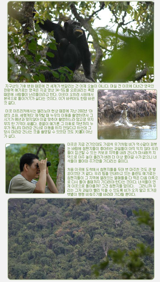 지구상의 기후 변화 때문에 전 세계가 헷갈리는 건 어제 오늘이 아니다. 며칠 전 이곳에 다녀간 영국인 관광객 얘기로는 영국은 지금 영상 34~5도를 오르내리는 폭염 때문에 사람들이 난리들이라고 한다. 이곳이 오히려 시원해서 본국으로 돌아가기가 싫다는 것이다. 이거 바뀌어도 한참 바뀐 것 같다.

 

 이곳 아프리카에서는 엘리뇨어 현상 때문에 지난 2002년 ‘야생의 초원, 세렝게티’ 제작할 때 누우의 이동을 촬영하면서 그 시기가 예년과 맞지않아 이걸 맞추어 촬영하느라 맘고생 무지무지 한 기억이 새롭다. 종열이 얘기론 그 이후로 작년까지 누우가 케냐의 마라강 건너로 이동을 하지 안않다고 하는데 그 당시 마라강 건너는 것을 촬영할 수 있었던 것도 天運이 아닌가 싶다.

 

이곳은 지금 건기인데도 가끔씩 우기처럼 비가 억수같이 퍼붓는 바람에 침팬지들이 좋아하는 과일들이 아직 익지 않아 우리들이 접근할 수 있는 키보코 지역를 내려 건너가 마샤래키 지역으로 아주 높이 올라가 버려 더 이상 쫓아갈 수가 없으니 녀석들이 돌아와 주기만을 기다리는 중이다.

 

처음 이곳에 도착해서 침팬지들을 두어 번 마주친 것도 큰 행운이었던 거 같다. 우리 팀을 안내하고 있는 올란도 얘기로는 침팬지들이 그 지역에 열려있는 열매들을 다 먹은 다음 이쪽으로 다시 돌아 올때까지 기다려야 한다는 것이다. 녀석들이 언제 이곳으로 돌아올까? 그건 침팬지들 맘이다.   그러니까 우리는 그저 과일이 빨리 익을 수 있도록 비가 오지 말고 뜨거운 햇볕이 쨍쨍 비춰주기를 바라며 기다릴 뿐이다.